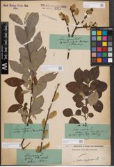 Foto von Salix caprea L.